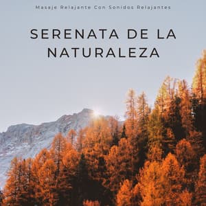 Serenata De La Naturaleza: Masaje Relajante Con Sonidos Relajantes - Televisión de la naturaleza