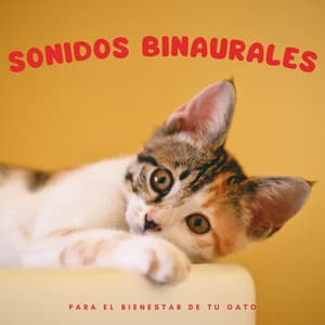 Sonidos Binaurales Para El Bienestar De Tu Gato - Realidad Binaural