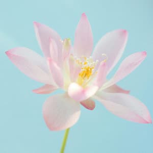 1 Beyond: Frequencies Of Growth - Relaxing Music Therapy