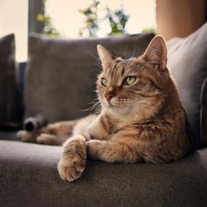 Zen De Gato: Ritmos Lofi Para Momentos Pacíficos - Desayuno suave