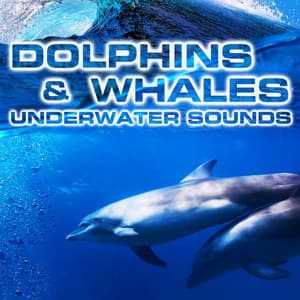 Dolphins & Whales Underwater Sounds - Dolphins & Whales Underwater Sounds