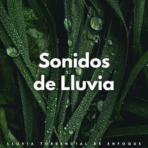 Sonidos De Lluvia: Lluvia Torrencial De Enfoque - Sonidos De Lluvia y Viento