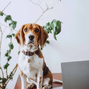 Echoes of Doggy Spirits - Puppy Sleeping Sounds