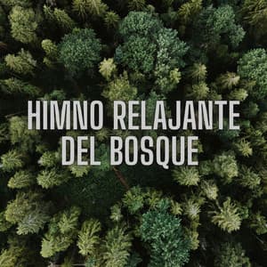 Himno Relajante del Bosque - El colectivo de la selva tropical