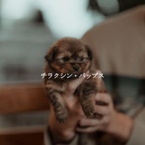 チラクシン・パップス - Peaceful Autumn Instrumental Jazz