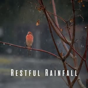 Restful Rainfall: Birdsongs and Chill Music for Peaceful Sleep - Rain Sounds for Sleep Aid