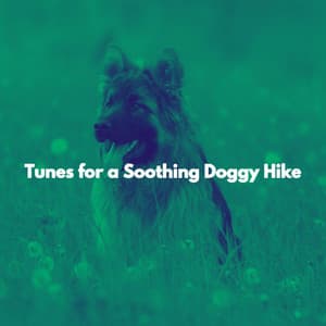 Tunes for a Soothing Doggy Hike - Jazz for Work Playlist
