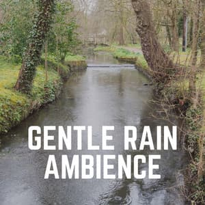 Gentle Rain Ambience - Meditation Rain Sounds
