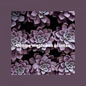 Cultive mejor sus plantas - Coffee + Chill