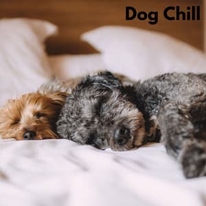 Dog Chill - Relaxing Puppy Music