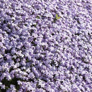 The Soothing Sounds of Brown Noise and Brown Noise Waves - Meditation Spa