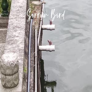 Sorrow Bird - PurePiano