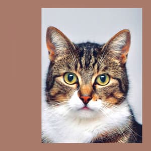 Pulsating Acoustic Smooth Jazz Guitar - Ambiance for Peaceful Times with Cat - Cat Music Therapy