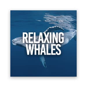 Relaxing Whales - Natural Sounds