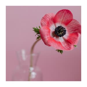 Focus On Breathing - Yoga Meditation Guru