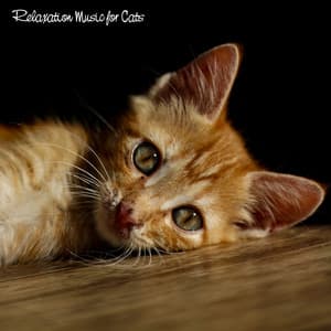 Relaxation Music for Cats - Music For Cats