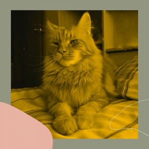 Modish Latin Guitar - Bgm for Relaxing Pet Sounds - Cat Relax