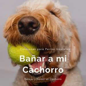 Bañar a mi Cachorro - Canciones para Perros - Cachorros Bebes Orchestra