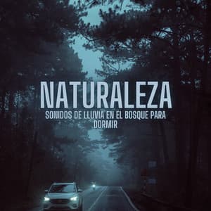 Naturaleza: Sonidos De Lluvia En El Bosque Para Dormir - Sonidos de Lluvia 24H
