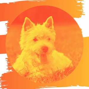 Quintet Jazz - Songs for Dogs to Sleep To