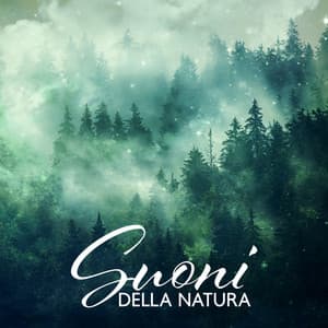 Suoni Della Natura: La Migliore Musica Per Rilassarsi E Dormire | Canto Di Uccelli, Rumore Di Un Ruscello, Avventura Dentro Il Bosco - Melodie Rilassanti Della Natura