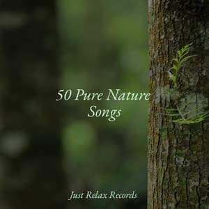 50 Pure Nature Songs - Meditation Relaxation Club