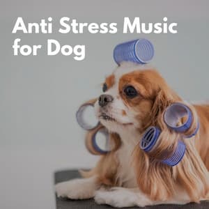 Anti Stress Music for Dog - Hotel Music