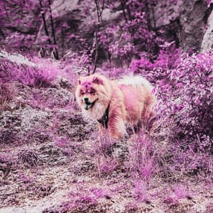 Music for Autumn and Puppies - Piano Bossa Nova Duo - Dog Music Radio