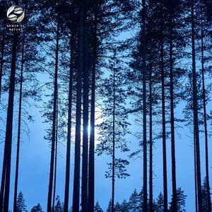 The Mysterious Sounds Of The Night Forest - Mother Nature Ambience