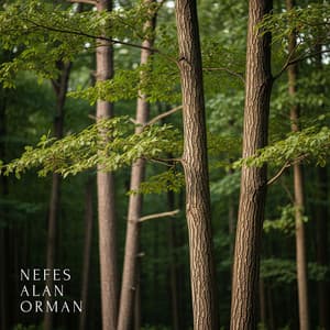 Nefes Alan Orman - Rahatla Zamanı Vaha