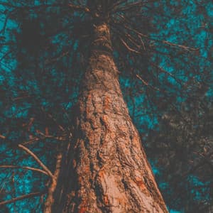 Echoes of Revitalization - Massage Tribe