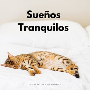 Sueños Tranquilos: Gatos Suaves Y Somnolientos - Tormenta Solar