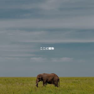 ここに植物 - Chill Jazz