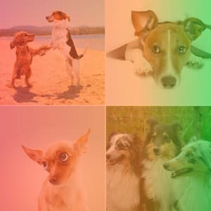 Smoky Trumpet Solo - Background for Soothing Doggies - Music For Dogs