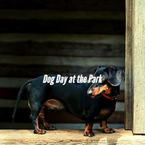 Dog Day at the Park - Separation Anxiety Dog Music