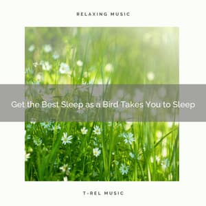 Get the Best Sleep as a Bird Takes You to Sleep - 101 Nature