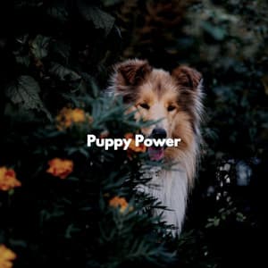 Puppy Power - Jazz Rilassante Playlists