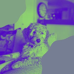 Backdrop for Doggy Mental Health - Relaxing Dog Music Society