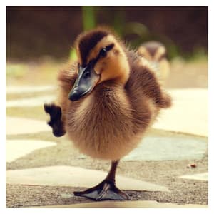 Perfection Only Exists in Babies and Pastries - Baby Sleep Music