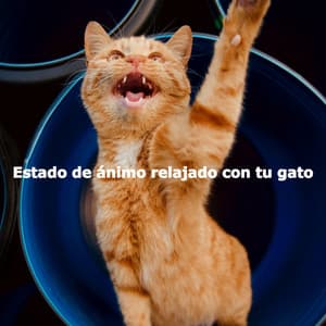 Estado de ánimo relajado con tu gato - Música de Elevador Bgm