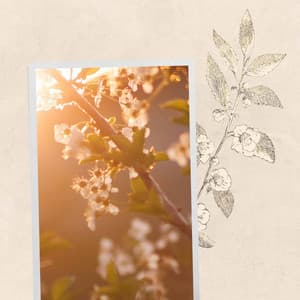 Echoes of Breakfast Jazzing - Jazz Instrumental Lisboa