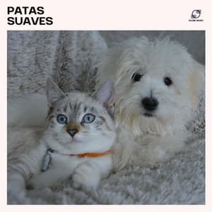 Patas Suaves: Música para Animais de Estimação - Música para Cachorros