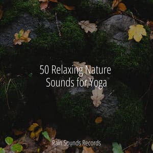50 Relaxing Nature Sounds for Yoga - Forest Sounds