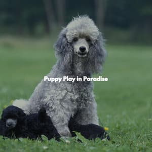 Puppy Play in Paradise - Relaxing Instrumental Jazz