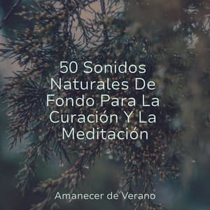 50 Sonidos Naturales De Fondo Para La Curación Y La Meditación - Meditation Relaxation Club