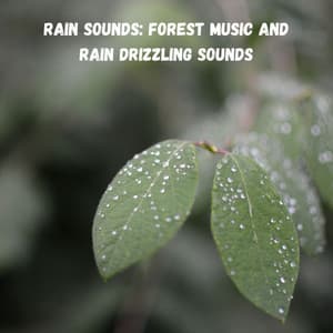 Rain Sounds: Forest Music and Rain Drizzling Sounds - Focus
