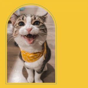 Backdrop for Soulful Kittens - Tremendous Jazz Quintet - Soothing Cat Music