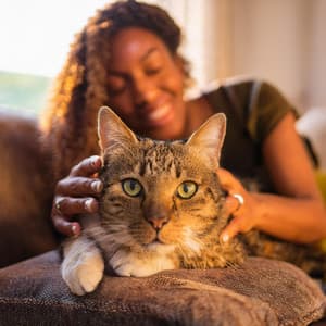 Melodías Lofi: Melodías Suaves Para Gatos - Barba armónica