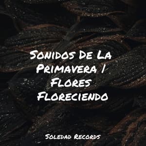 Sonidos De La Primavera | Flores Floreciendo - Música Instrumental Maestro