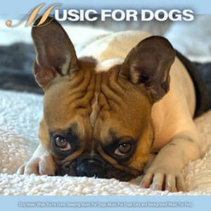 Music For Dogs: Dog Music While You're Gone, Sleeping Music For Dogs, Music For Dogs Ears and Background Music For Pets - Dog Music
